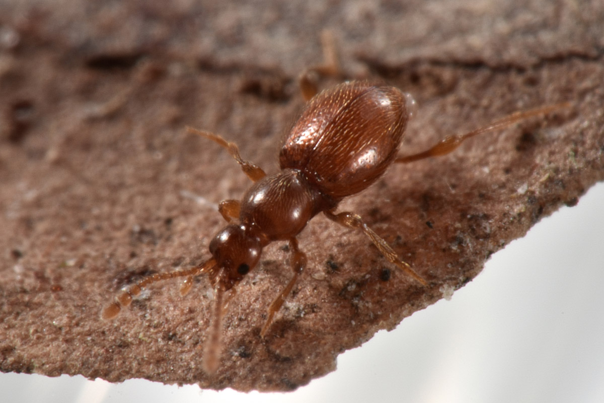 Scydmaenidae: Scydmaenus rufus?